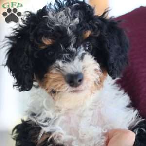 Lynette, Mini Bernedoodle Puppy